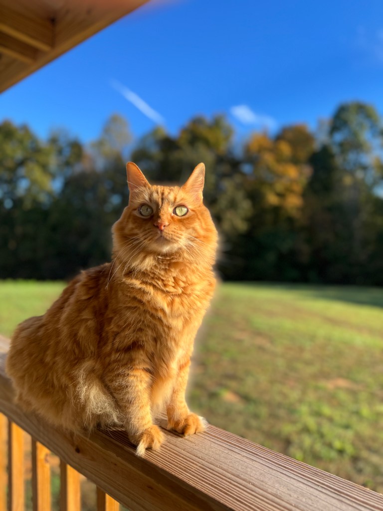 orange long haired cat Sheldon low tox home air purifier