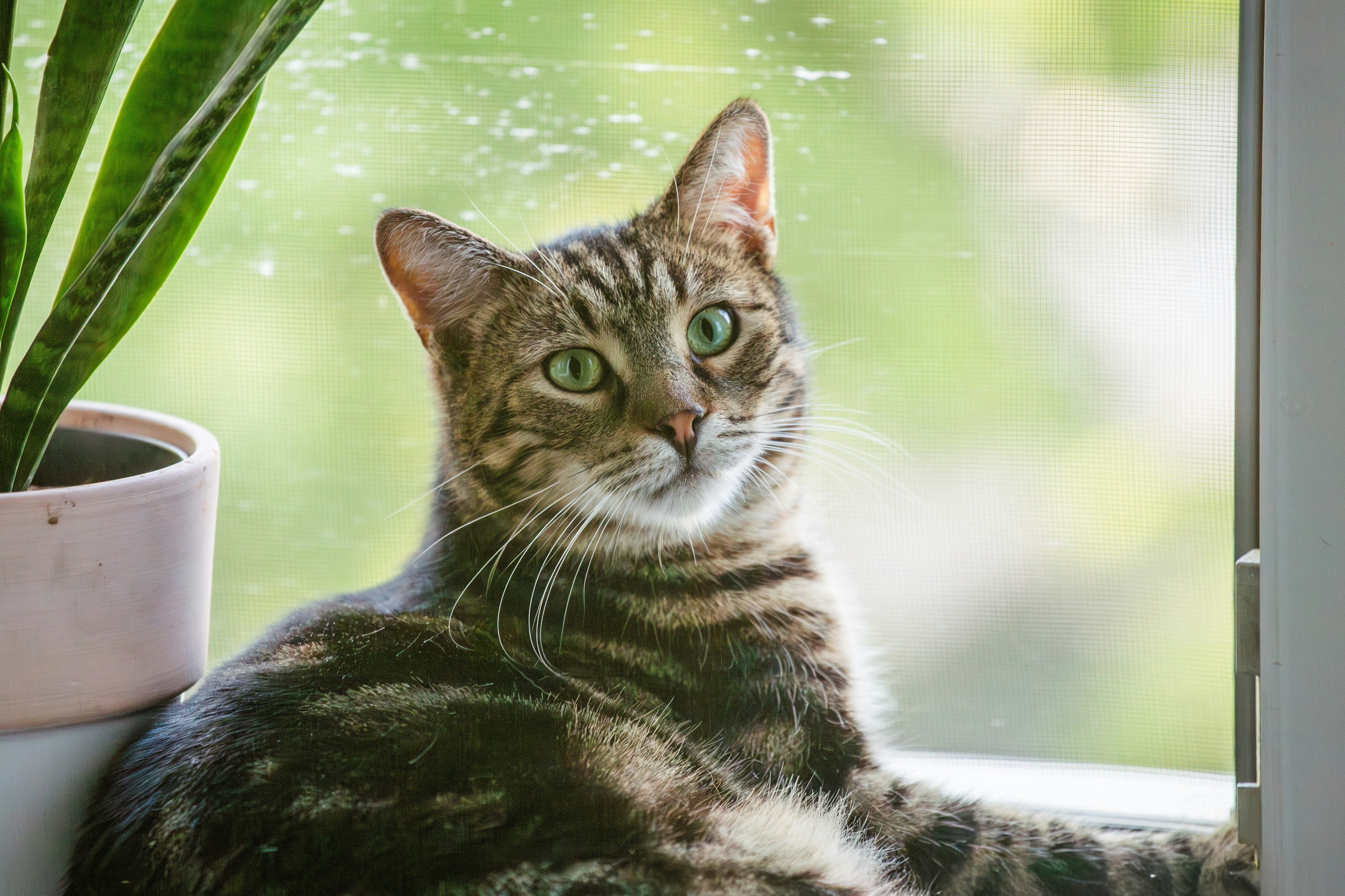 8 Things in Your Home That Are Toxic to Cats and What to Replace Them With